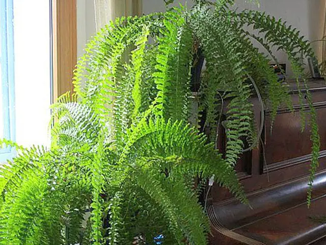 Zelený netík (Boston fern) rostoucí u okna v interiéru.