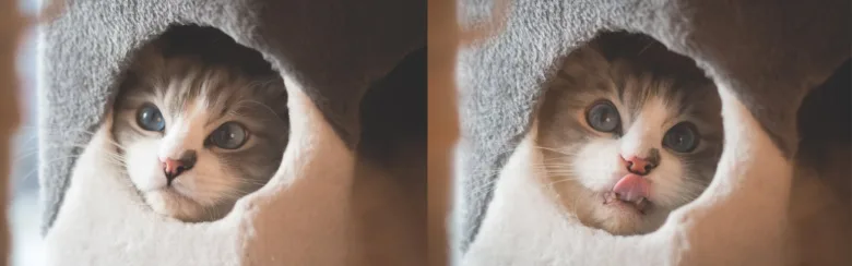 Místečko pro domácího mazlíčka v bytě.