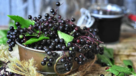 Black currant berries and leaves