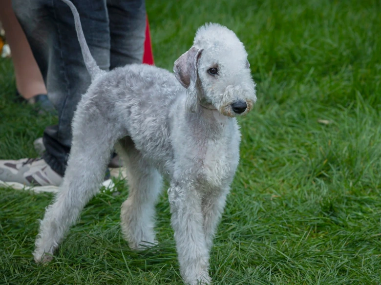 Malý bílý bedlington teriér stojí na trávníku.