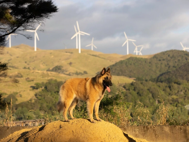 Belgický ovčák tervueren stojí na kopci s větrnými turbínami v pozadí.