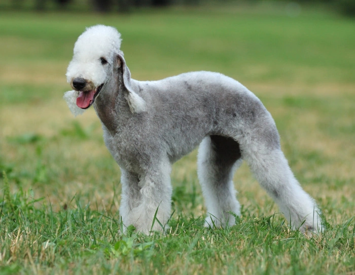Bedlington teriér stojí na trávníku s upnutou tlamou.