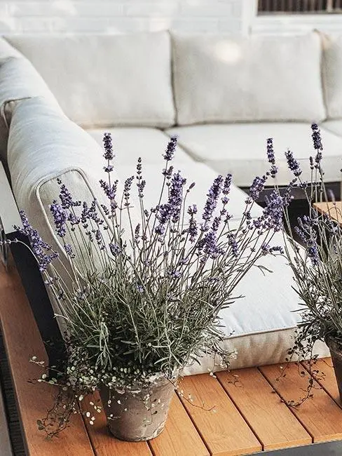 Mrazuvzdorná lavanda na terase v květináčích vedle venkovního gauče.