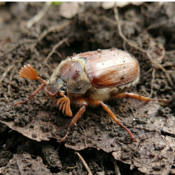 Japanese beetle on soil