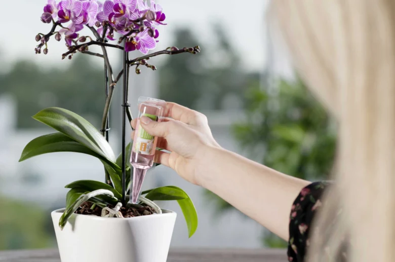 Osoba podává tekutý hnojivo orchideji pomocí pipety.