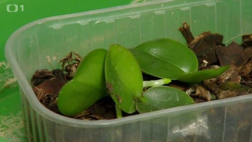 Malá zelená orchidej roste v plastovém kontejneru s drceným dřevem.