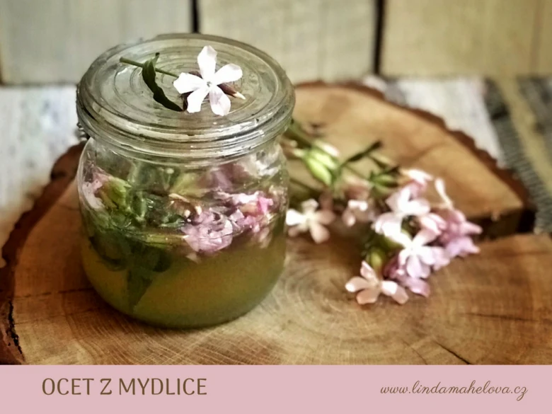 Sklenice s octem z mydlice na dřevěném podkladu.