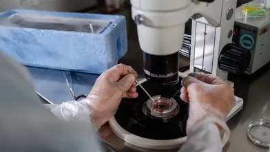 Vědec používá mikroskop pro přenos embrya při kryoembryotransfere.