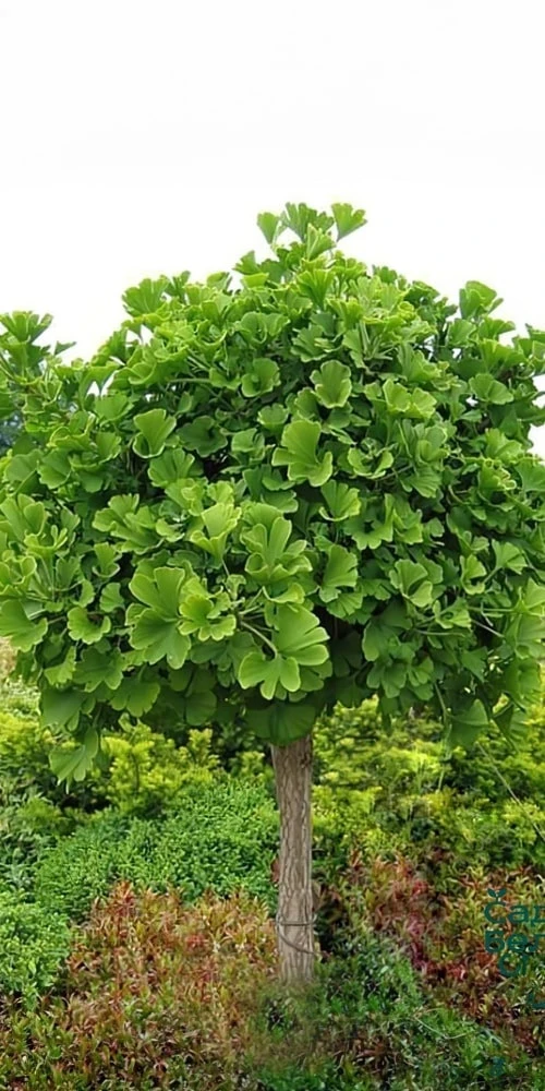 Zelený listnatý strom v malé zahradě s okolní vegetací.