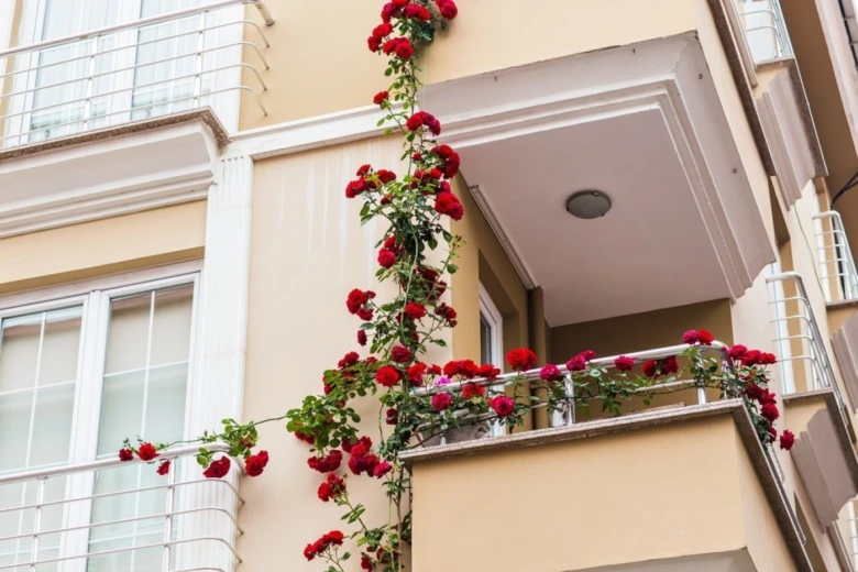 Červené růstové plíživé květiny na balkóně bytu