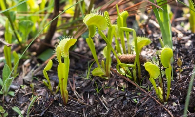 Venus flytrap plants