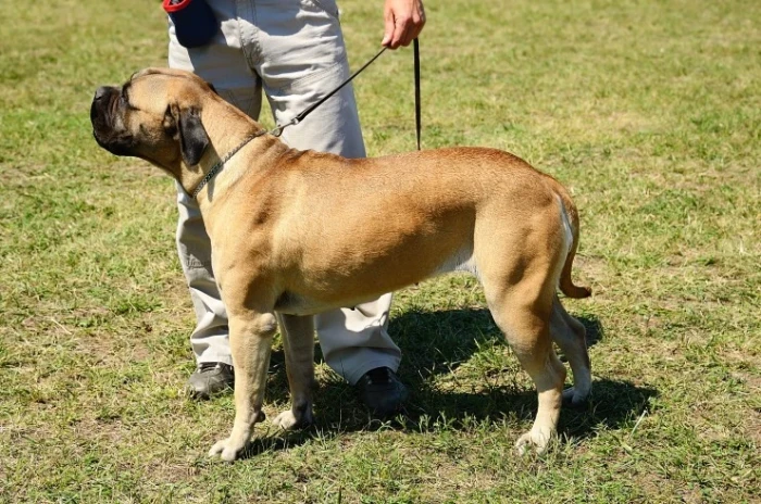Bulldog pes stojí na trávníku vedle chovatele.