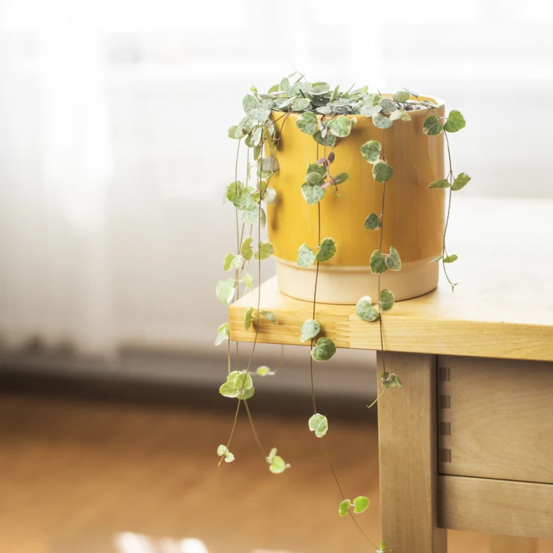 Hanging succulent plant in pot