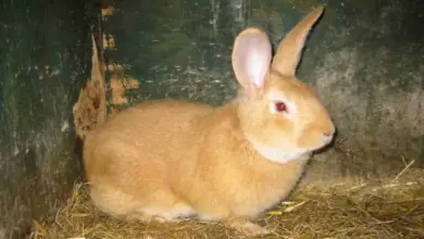 Králík hnědý sedí v kleci na slámě, vhodný pro článek o králících.