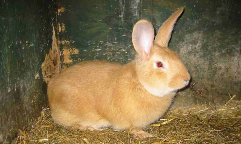 Králík hnědý sedí v kleci na slámě, vhodný pro článek o králících.