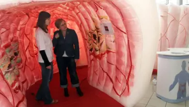 Velký anatomický model dělohy a krčku v expozici pro vzdělávání.