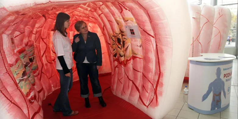Velký anatomický model dělohy a krčku v expozici pro vzdělávání.
