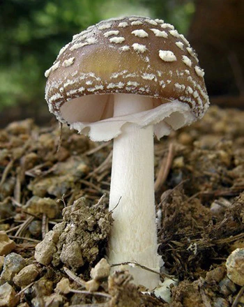 Jedovatá houba Amanita muscaria s bílými skvrnami na klobouku.
