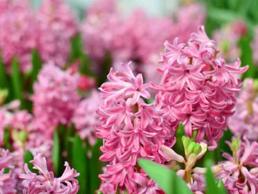 Pink hyacinths in bloom