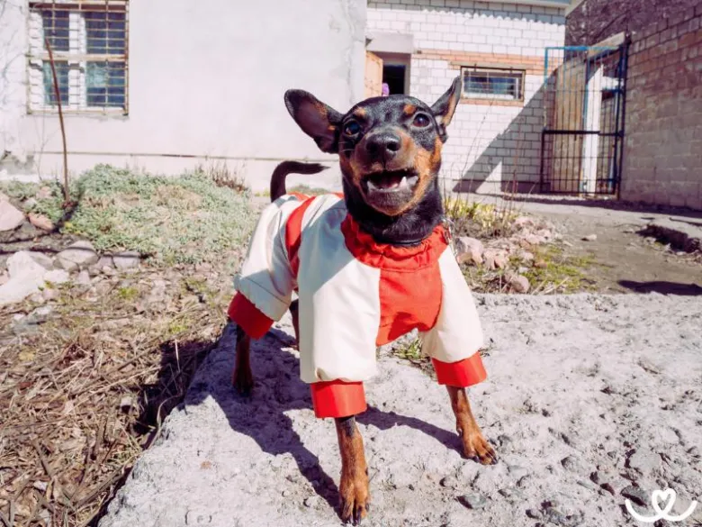 Malé pinče v oblečení stojí venku na betonu.
