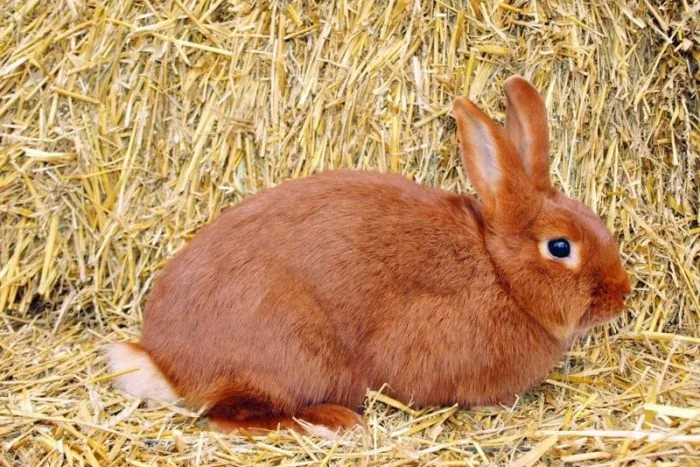 Hnědý králík sedí na slámě.